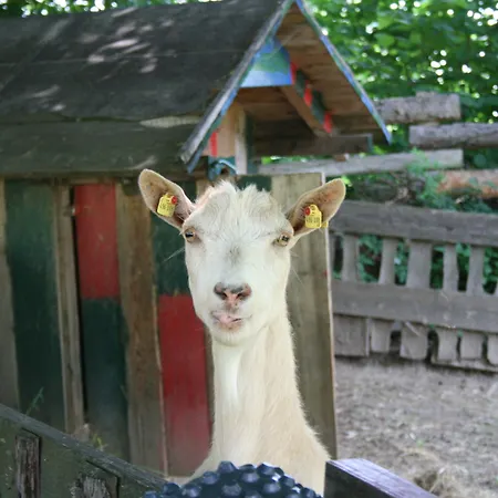 Szálloda Zum Kramer 3*