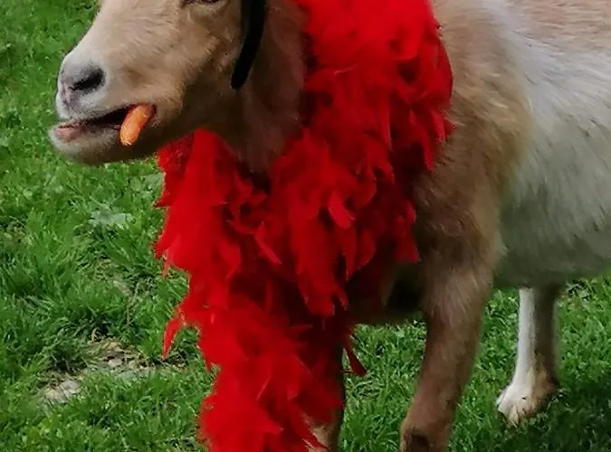 Gasthof Zum Kramer 3*